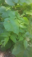 Vitis berlandieri