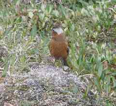Leucosticte tephrocotis tephrocotis