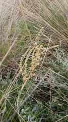 Atriplex paludosa paludosa