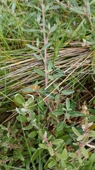 Atriplex paludosa paludosa