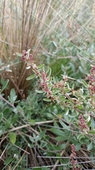 Atriplex paludosa paludosa
