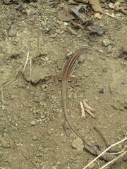 Medopheos edracanthus