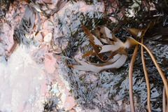 Laminaria hyperborea