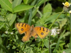 Junonia almana