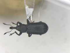 Magdalis pandura