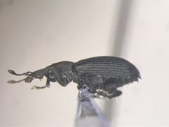 Magdalis pandura