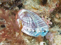 Haliotis tuberculata