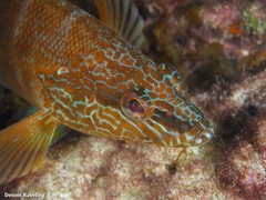 Serranus papilionaceus