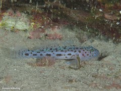 Thorogobius ephippiatus