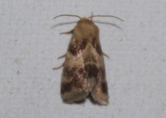 Schinia lynx
