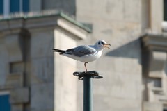 Chroicocephalus ridibundus