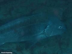 Umbrina ronchus