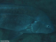 Umbrina ronchus
