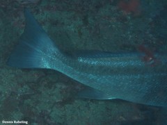 Umbrina ronchus