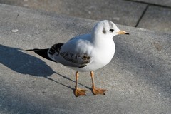 Chroicocephalus ridibundus