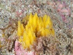 Ciocalypta penicillus