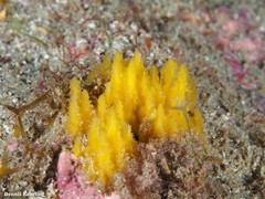 Ciocalypta penicillus