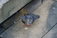 Columba livia domestica