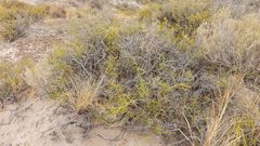 Prosopidastrum globosum