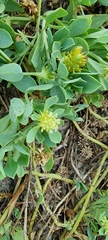 Acicarpha bonariensis