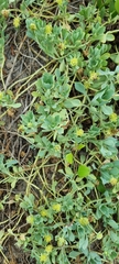Acicarpha bonariensis