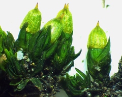 Orthotrichum stellatum