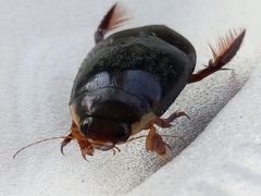 Megadytes