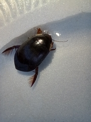 Megadytes