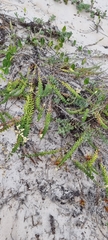 Baccharis gnaphalioides