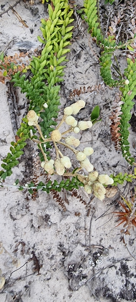 Baccharis gnaphalioides