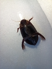 Megadytes
