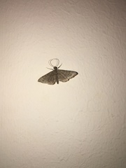 Gymnoscelis rufifasciata