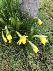 Narcissus
