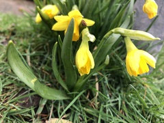 Narcissus