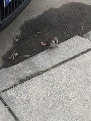 Passer domesticus