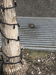 Passer domesticus
