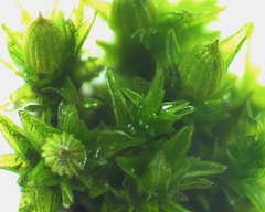 Orthotrichum stellatum