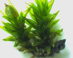 Orthotrichum stellatum