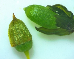 Orthotrichum stellatum