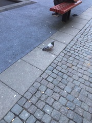 Columba livia domestica