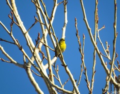 Serinus serinus