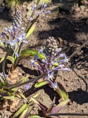 Merwilla plumbea
