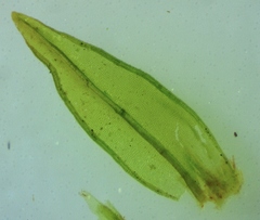 Orthotrichum stellatum