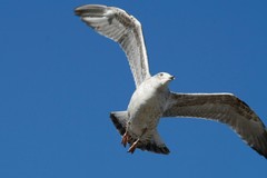 Larus argentatus