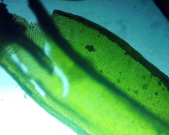 Orthotrichum stellatum