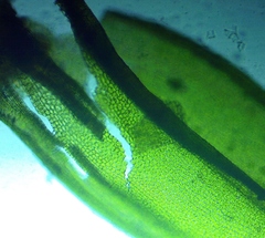 Orthotrichum stellatum