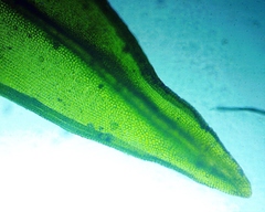 Orthotrichum stellatum