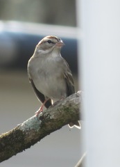 Spizella passerina image