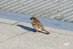 Passer domesticus
