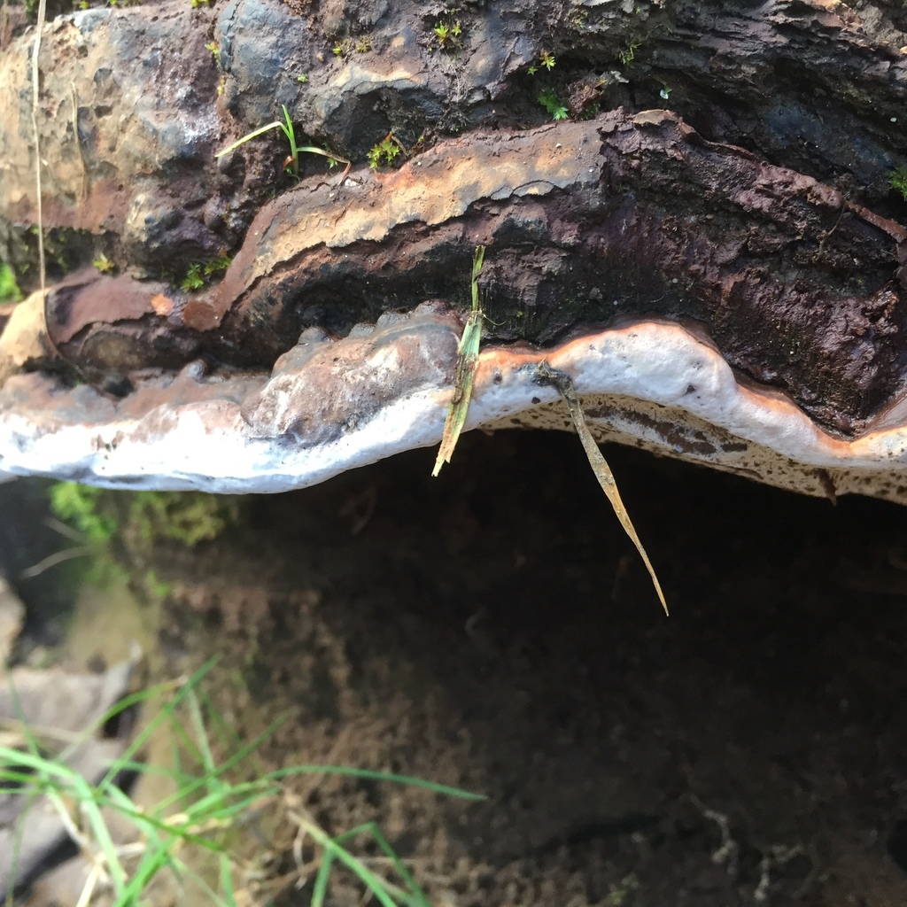 Ganoderma australe · May 2018 · photo: © erasmomac (iNaturalist, cc-by)